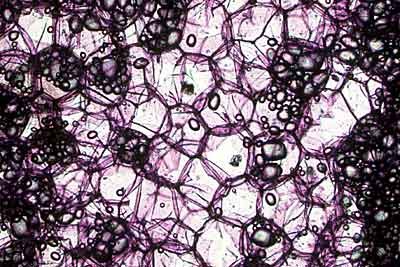 parenchyma_storage parenchyma_storage