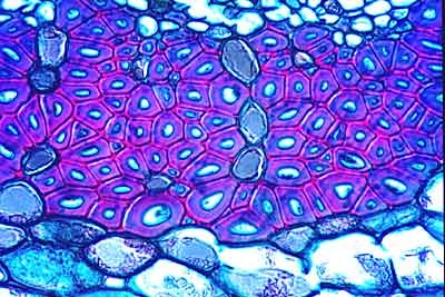fibre_cs fibre_cs