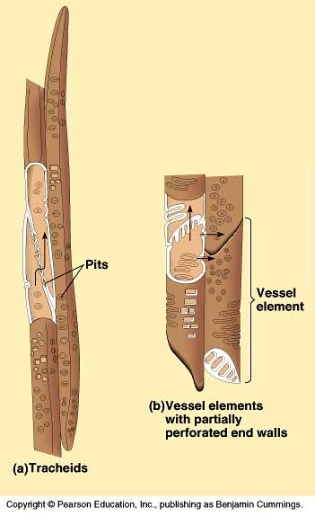xylem_1 xylem_1