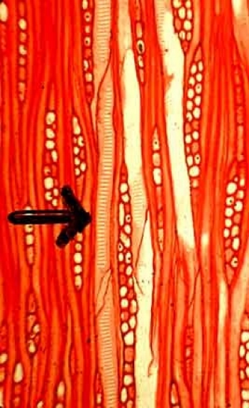 vessel_ls1 vessel_ls1