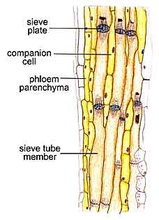 phloem_stern2 phloem_stern2