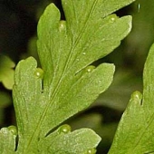 Ferns