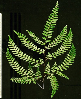 Adiantum 1 