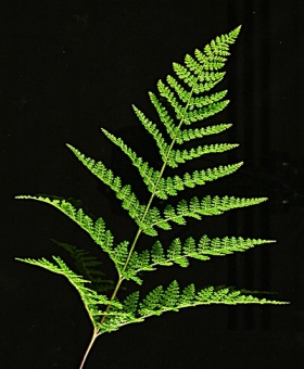 Hypolepis 1