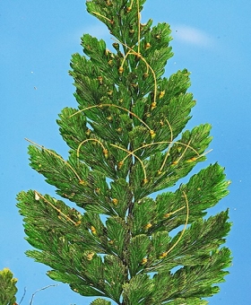 Trichomanes 1