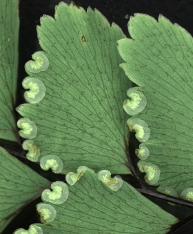 Adiantum 2 