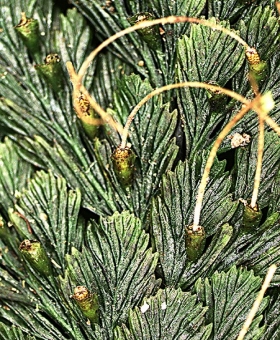 Trichomanes 2