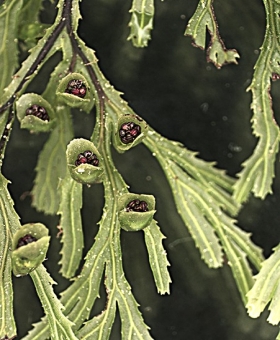 Hymenophyllum 4