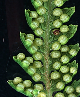 Dicksonia 2