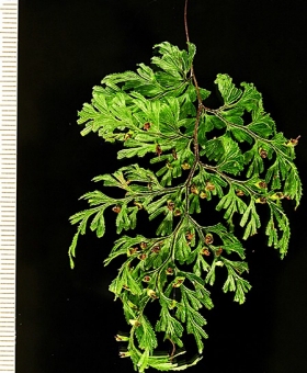 Hymenophyllum 3