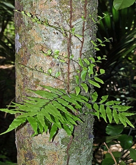 Arthropteris