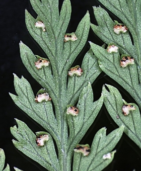 Leptolepia 2