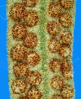 Pyrrosia 2