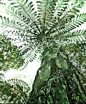 Cyathea 1 
