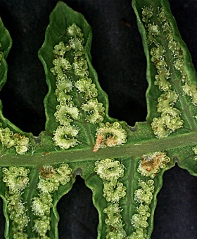 Thelypteris 2