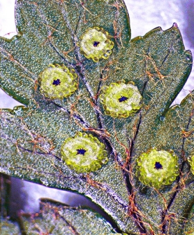 polystichum 2
