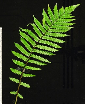 Pakau 1