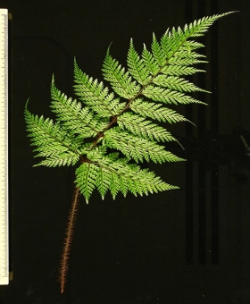 Lastreopsis, Parapolystichum  1_