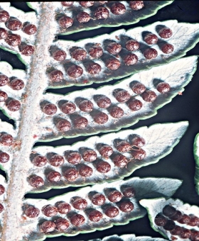 Cyathea 2 copy