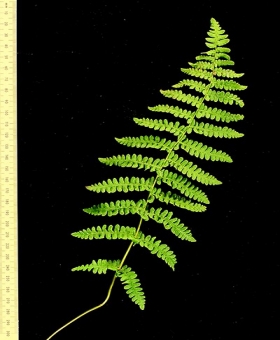 Thelypteris 1