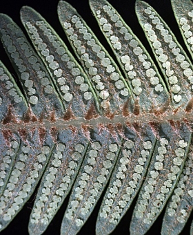 Sticherus 2