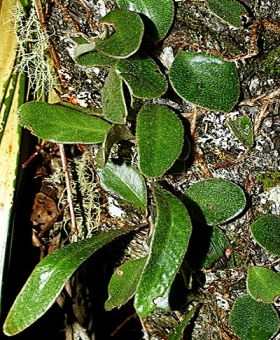 Pyrrosia 1