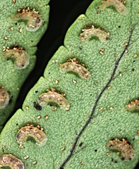 Nephrolepis 2