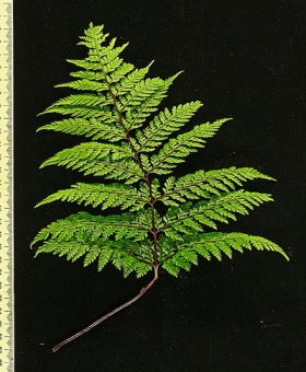 Leptolepia 1