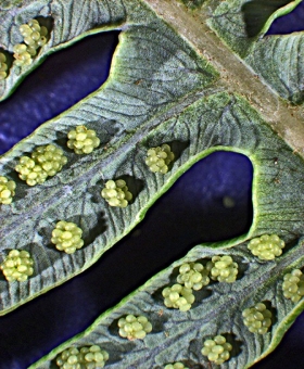 Dicranopteris 2