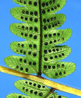 Pakau 2