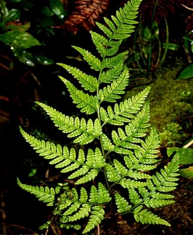 Rumohra 1