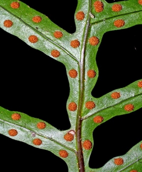 Lecanopteris 2