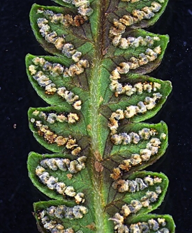 Cyclosorus 2 copy 2