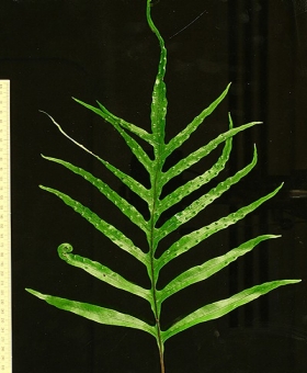 Lecanopteris 1