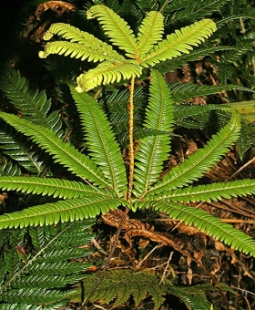 Sticherus 1