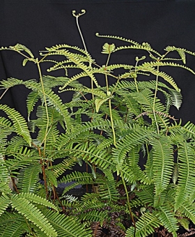 Dicranopteris 1