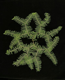 Gleichenia 1
