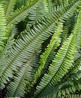 Nephrolepis 1