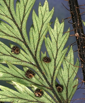 Lastreopsis, Parapolystichum 2