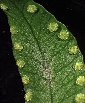 Arthropteris 2