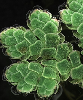 Azolla 1