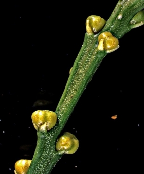 Psilotum 2