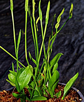 Ophioglossum 1