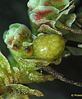 Azolla filiculoides with sporocarps