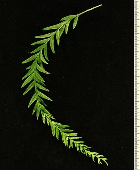 Tmesipteris 1 