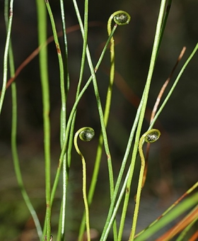 Schizaea 1