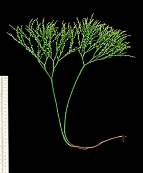 Psilotum 1