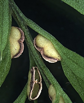 Tmesipteris 2