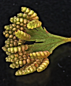 Lygodium 2