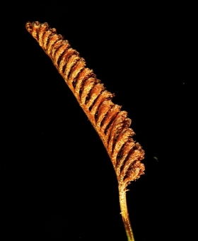 Schizaea 2
